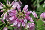 Purple crownvetch